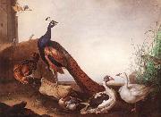 Jakob Bogdani Peacock with Geese and Hen Sweden oil painting artist